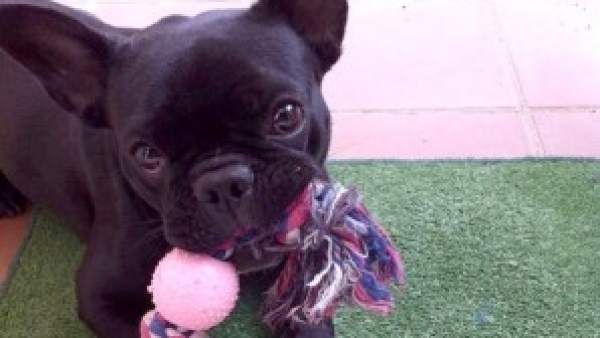Una bulldog francés Una bulldog francés