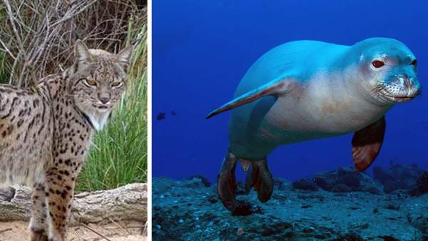 Mamíferos en España en peligro crítico de extinción Mamíferos en España en peligro crítico de extinción