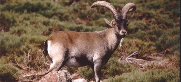 Bucardo