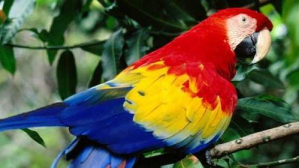 Resultado de imagen de loro