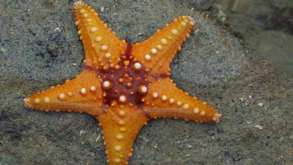 Estrella de mar Estrella de mar