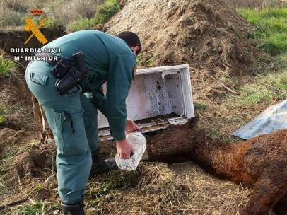 Imputan a un hombre de Huesca por maltratar a un caballo