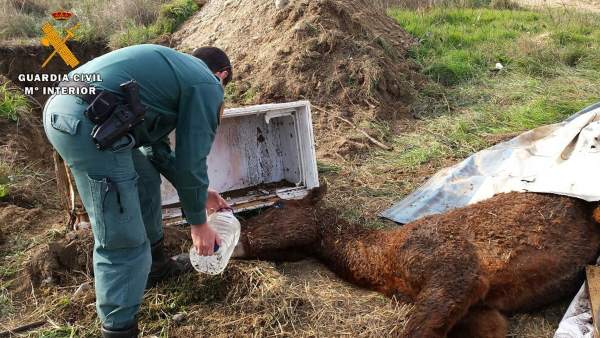 Imputan a un hombre de Huesca por maltratar a un caballo Imputan a un hombre de Huesca por maltratar a un caballo