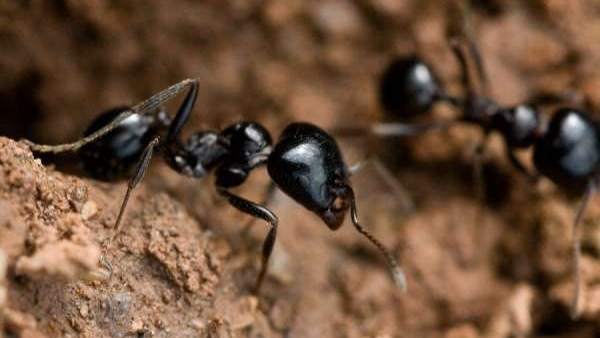 Resultado de imagen para Los antibióticos producidos por las hormigas podrían aplicarse a los humanos