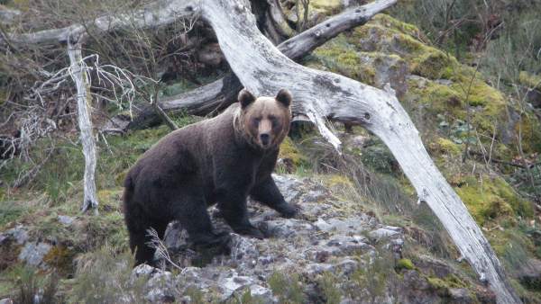 oso pardo cantábrico oso pardo cantábrico