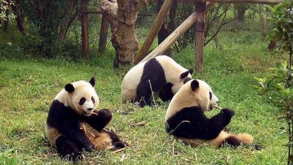Oso Panda Oso Panda