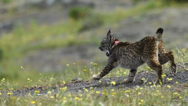 Andalucía triplica su población de linces en una década Andalucía triplica su población de linces en una década