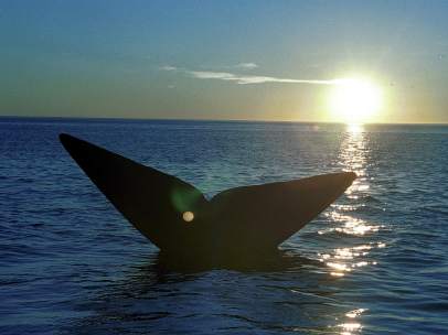 Ballena