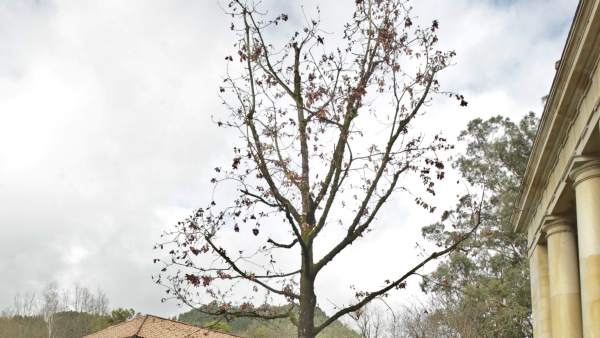 Árbol de Gernika Árbol de Gernika