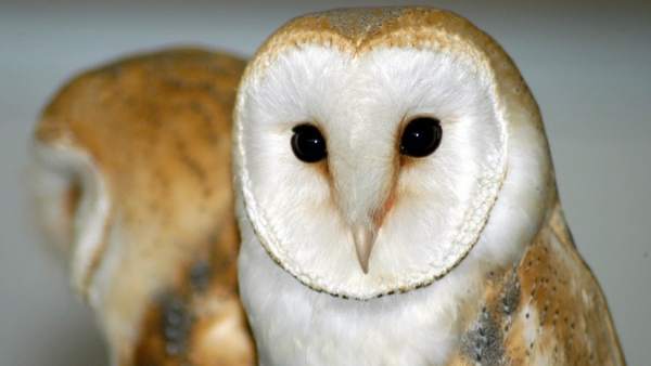 Resultado de imagen de lechuza