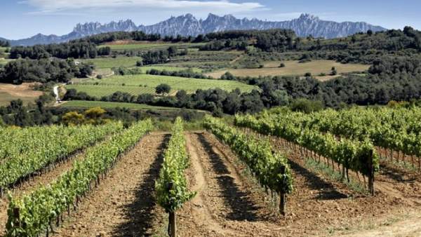 Vinos del Penedés Vinos del Penedés