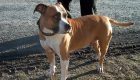 Un perro muerde en la cara a un niño de 4 años en Daimuz