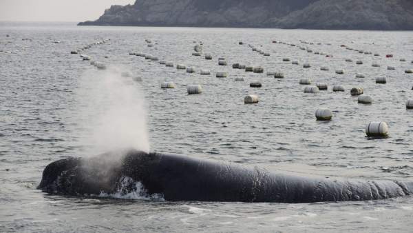 Ballena franca del Pacífico Ballena franca del Pacífico