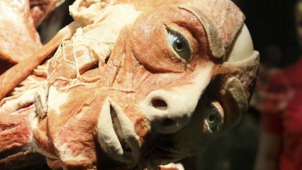 Gunter von Hagens Gunter von Hagens