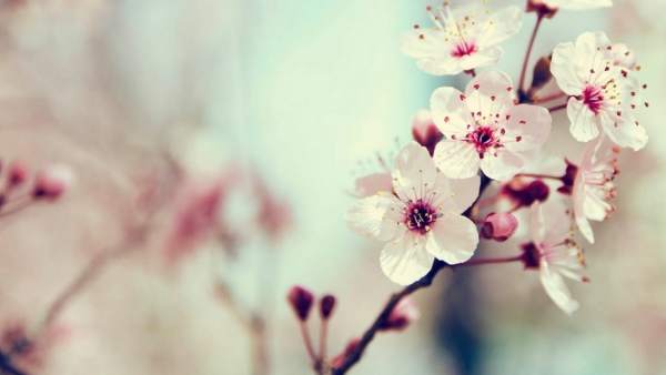 Primavera Primavera