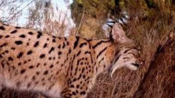Lince Ibérico Lince Ibérico