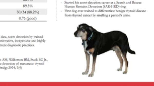 Perro diagnostica cáncer de tiroides a través de la orina humana Perro diagnostica cáncer de tiroides a través de la orina humana