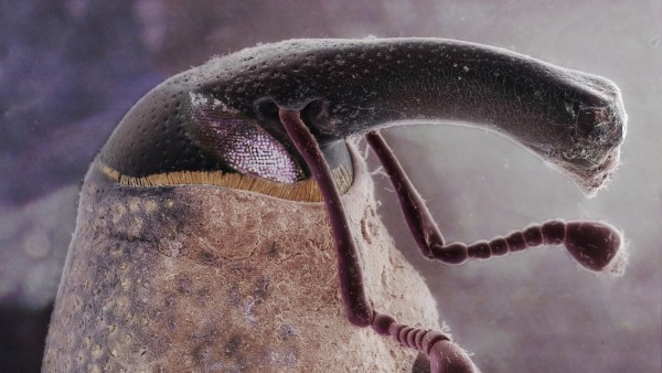 Boll weevil (Anthonomus grandis), SEM and LM composite Boll weevil (Anthonomus grandis), SEM and LM composite