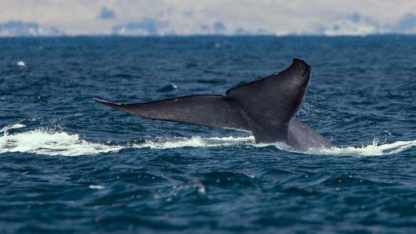 Ballena azul Ballena azul