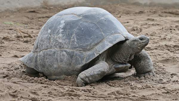 Ejemplar de tortuga gigante Ejemplar de tortuga gigante