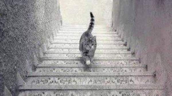 Gato Gato