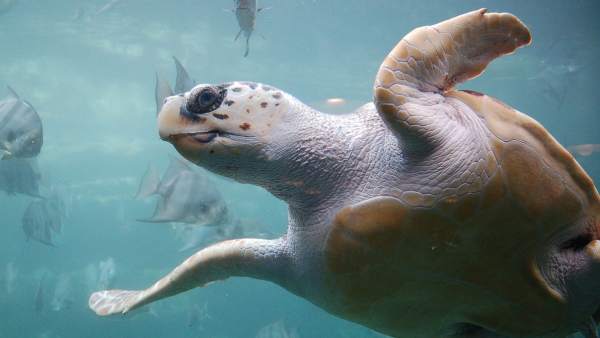 Ejemplar de tortuga boba. Ejemplar de tortuga boba.