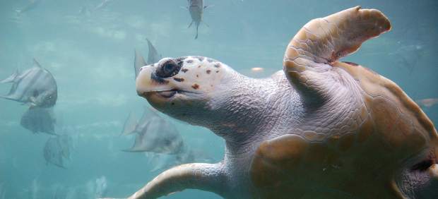 Ejemplar de tortuga boba.