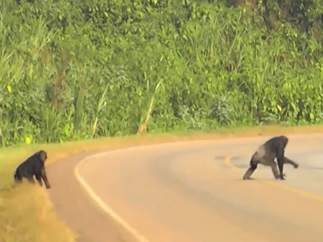 Chimpancés cruzando la carretera.