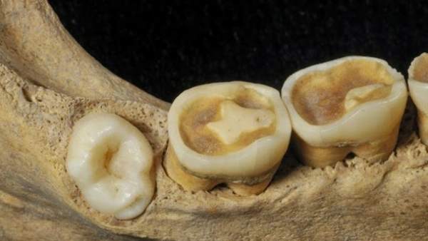 Mandíbula de un individuo localizado en la Cueva El Mirador en Atapuerca. Mandíbula de un individuo localizado en la Cueva El Mirador en Atapuerca.