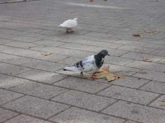 Palomas