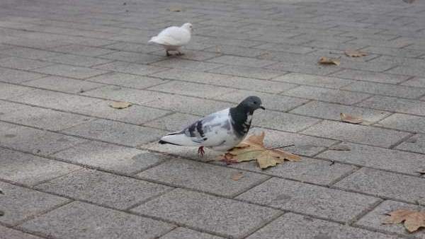 Palomas Palomas