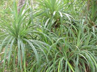 Ejemplar de Pandanus candelabrum