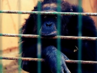 El chimpancé Adán