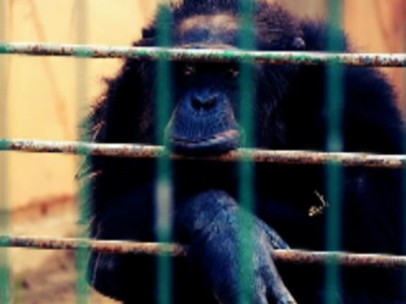 El chimpancé Adán