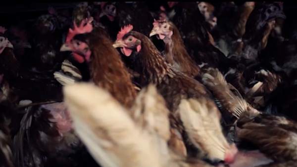 Grupo Dulcesol elimina les gàbies de la cria de les seues gallines Grupo Dulcesol elimina les gàbies de la cria de les seues gallines