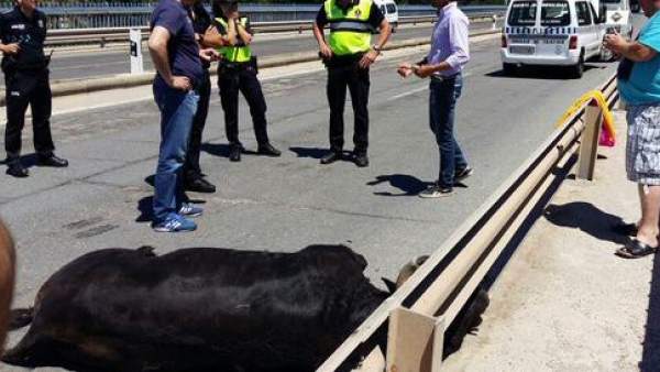 Un toro se escapa y hiere a 10 personas en Talavera Un toro se escapa y hiere a 10 personas en Talavera