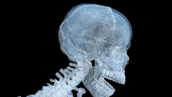 Cerebro humano Cerebro humano