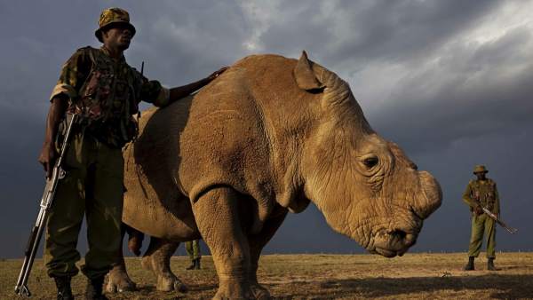 El último rinoceronte blanco del norte 224669 600 338