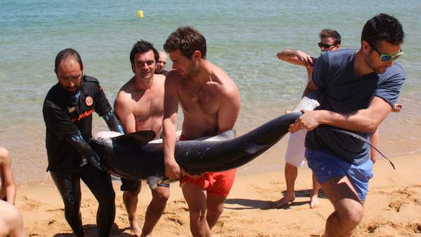 Hallan un tiburón en la playa de Santa Cristina d'Aro Hallan un tiburón en la playa de Santa Cristina d'Aro