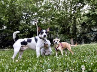 Perros