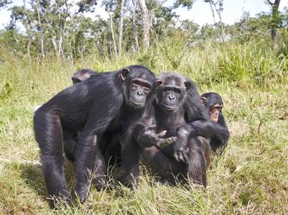 Chimpancés