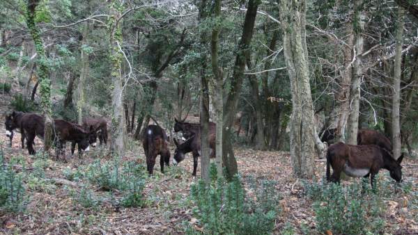 Burros pastan en las Masías de Gaverres para reducir el riesgo de incendios forestales. Burros pastan en las Masías de Gaverres para reducir el riesgo de incendios forestales.