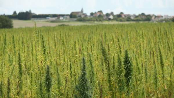 Cannabis Cannabis