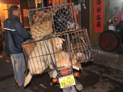 Perros para comer