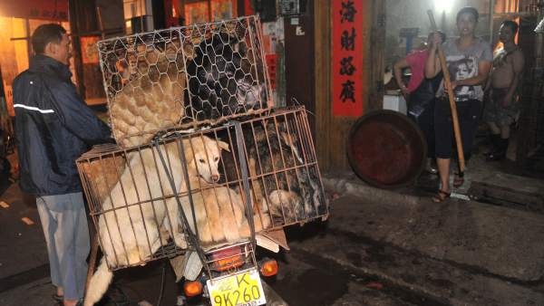 Perros para comer Perros para comer