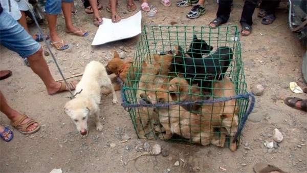 Protestas por el consumo de carne de perro Protestas por el consumo de carne de perro