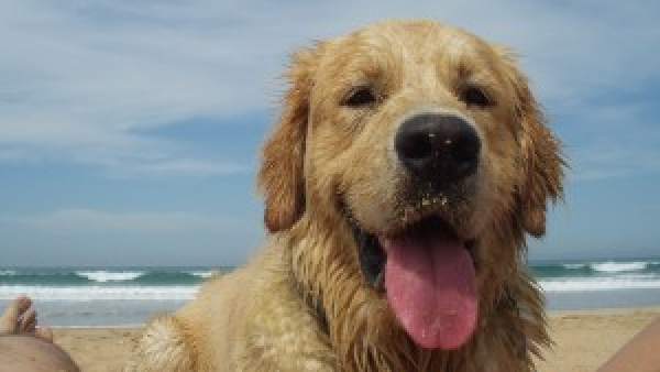 Perro en la playa Perro en la playa
