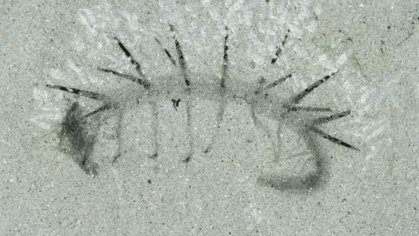 Hallucigenia Hallucigenia