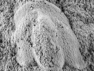 El trilobite más antiguo del mundo