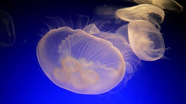 Medusas Medusas